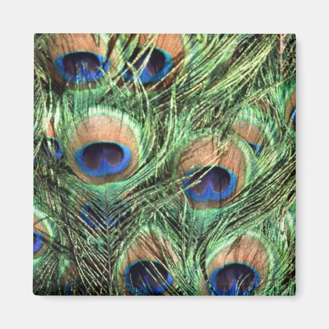 Imán Bonito Peacock (Frente)