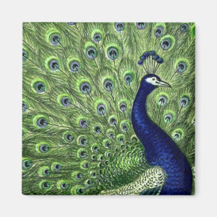 Imán Bonito Peacock