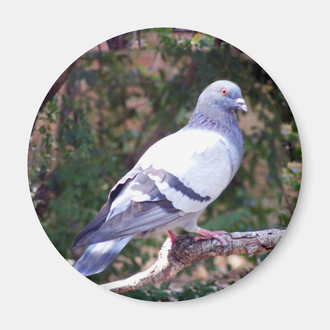 Imán Bonito Pigeon (Frente)