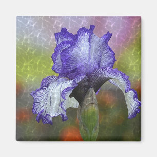 Imán Bonito Purple Iris