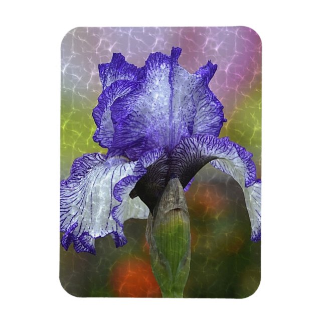 Imán Bonito Purple Iris Magnet (Vertical)