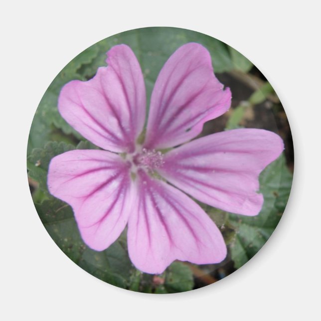 Imán Bonito Purple Wildflower Magnet (Frente)