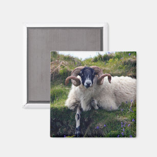 Imán Bonito Ram Horneado de Ram en Bluebells