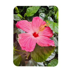 Imán Bonito Rosa Hibiscus