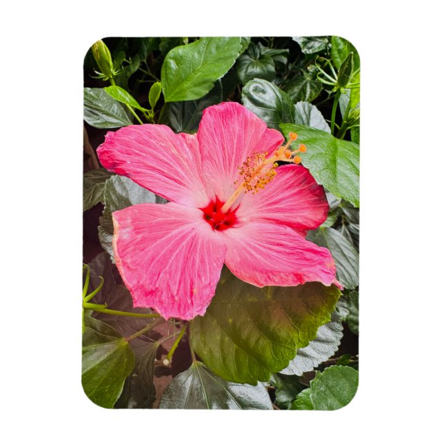 Imán Bonito Rosa Hibiscus (Vertical)
