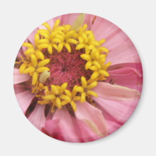 Imán Bonito Rosa Zinnia Magnet