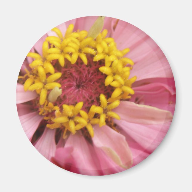 Imán Bonito Rosa Zinnia Magnet (Frente)