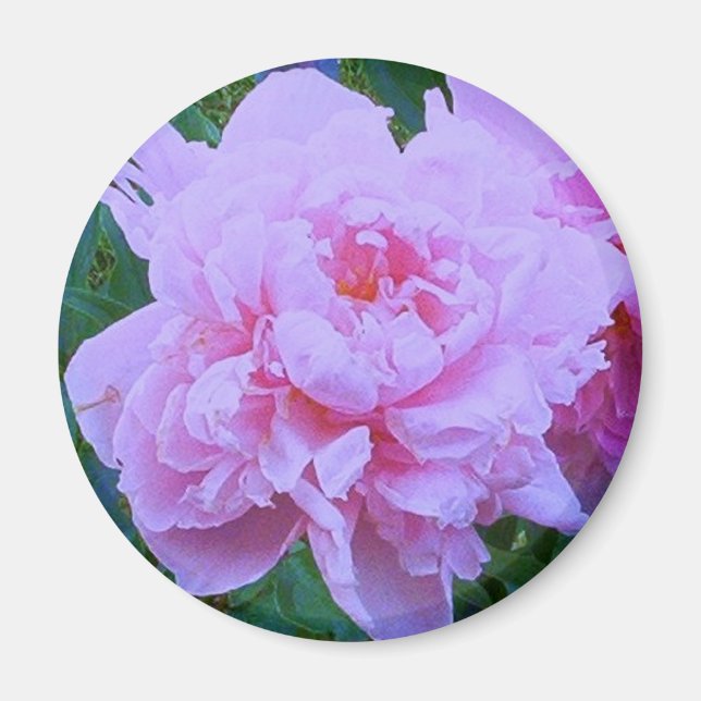 Imán "Bonito rosado" (Frente)