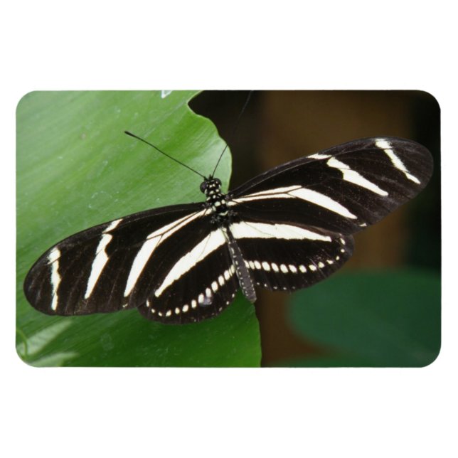 Imán Bonito Zebra Longwing Butfly Flexi Magnet (Horizontal)