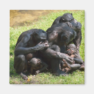 Imán Bonobo Apes