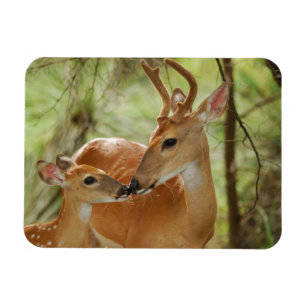 Imán Bonos De Buck Y Fawn