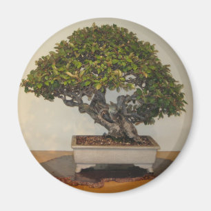 Imán Bonsai en el Arboreto Nacional, Washington D.C.