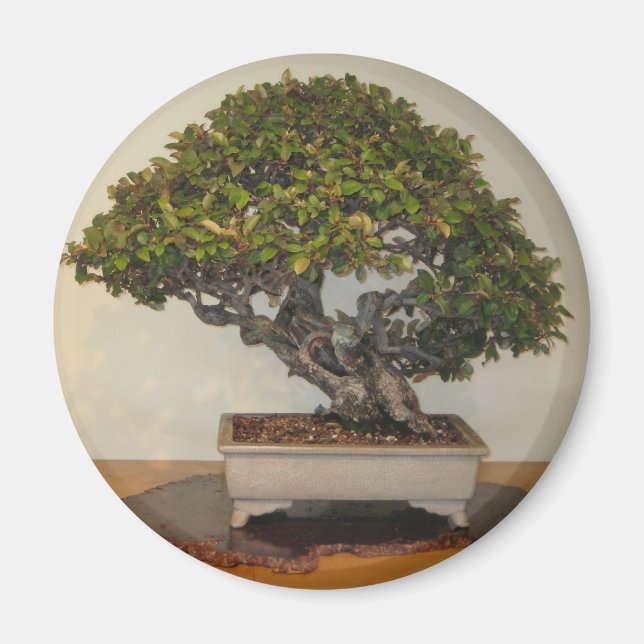 Imán Bonsai en el Arboreto Nacional, Washington D.C. (Frente)