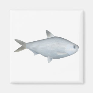 Imán Bony Bream