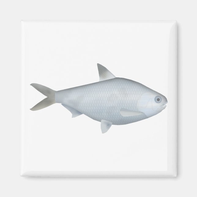 Imán Bony Bream (Frente)