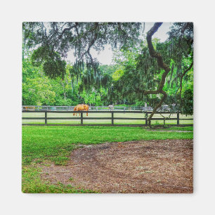 Imán Boone Hall Stables
