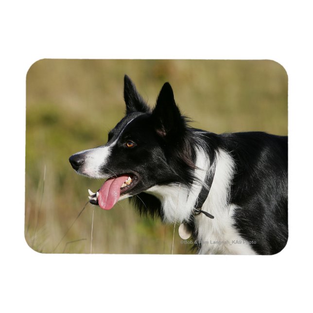 Imán Borde de Collie Panting Cabeza 2 (Horizontal)