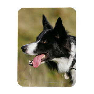 Imán Borde de Collie Panting Cabeza 2