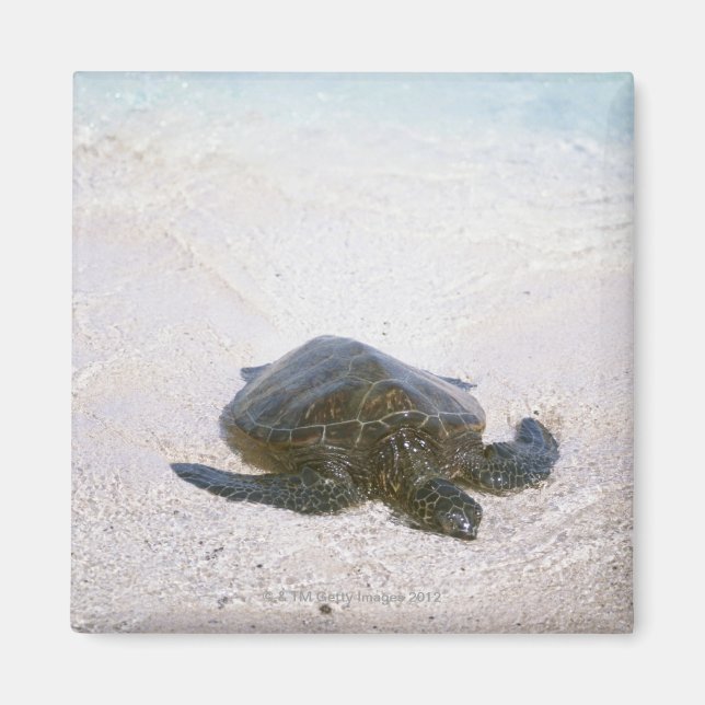 Imán Borde del agua (Frente)