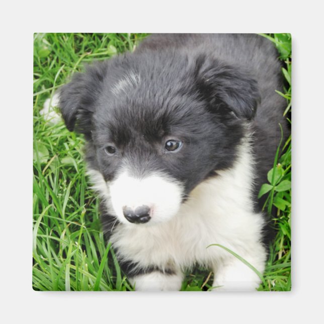 IMÁN BORDER COLLIE (Frente)