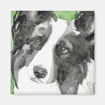 Border Collie Acuarela