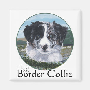 Imán Border Collie en el trabajo