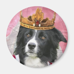 Imán Border collie Magnet~Queen por un día
