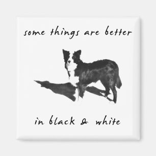 Imán Border collie mejor