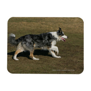 Imán Border collie que corre 1