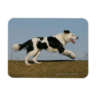 Imán Border collie que corre 2