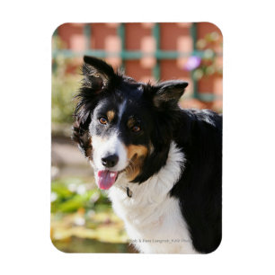 Imán Border collie que jadea 1