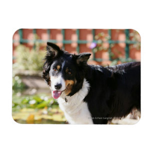 Imán Border collie que jadea 1