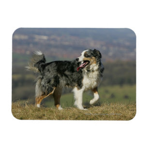 Imán Border collie que jadea 2