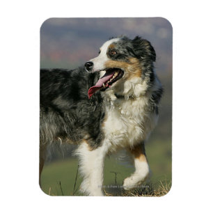 Imán Border collie que jadea 2