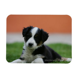 Imán Border collie viejo de 6 semanas