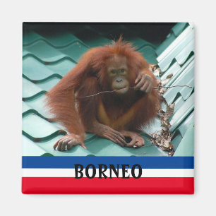 Imán Borneo Cute Orangutan en el recuerdo de Sepilok
