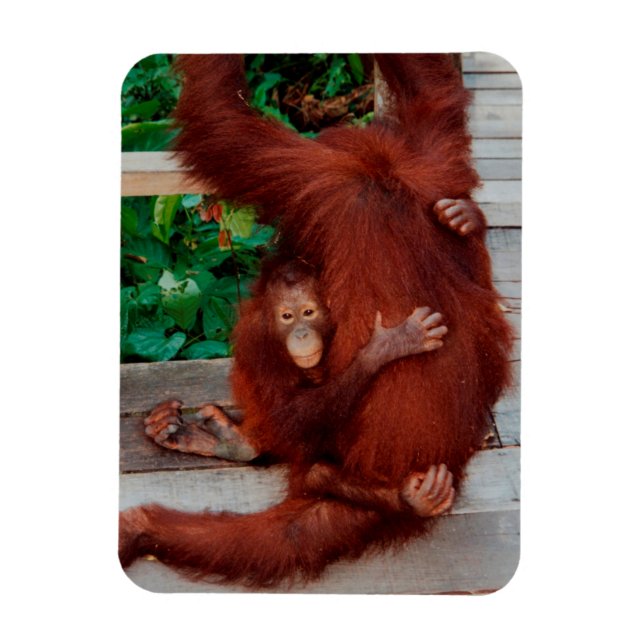 Imán Borneo orangutan (Vertical)