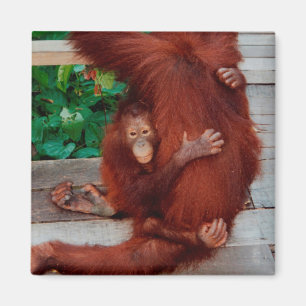 Imán Borneo orangutan