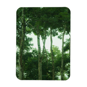 Imán Bosque