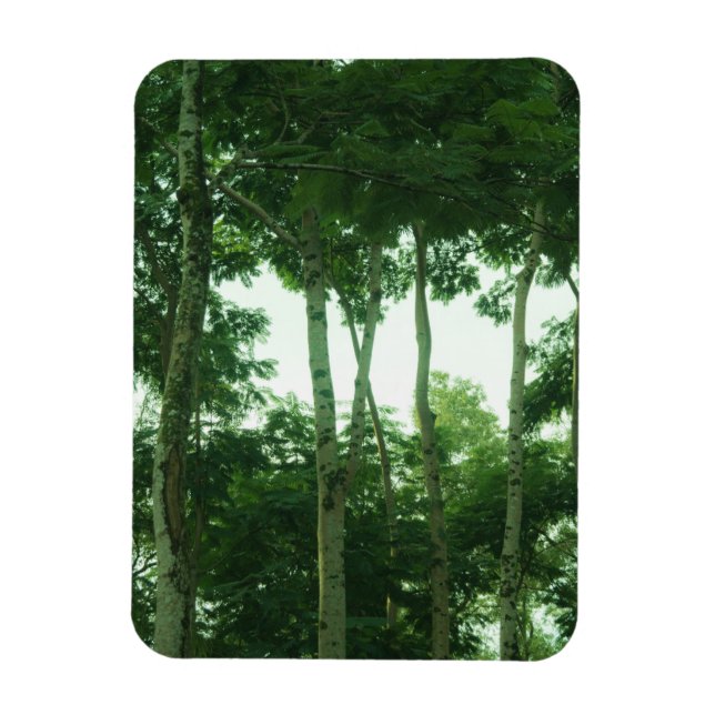 Imán Bosque (Vertical)