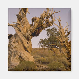 Imán Bosque Ancient Bristlecone, Montañas Blancas, CA
