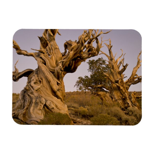 Imán Bosque Ancient Bristlecone, Montañas Blancas, CA (Horizontal)