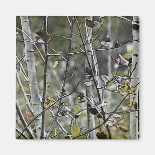 Imán Bosque Aspen