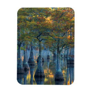 Imán Bosque de árboles cipreses de estanques