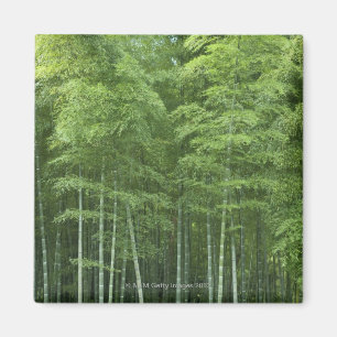 Imán Bosque de bambú