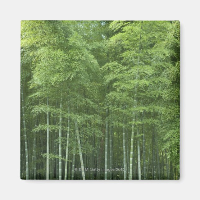 Imán Bosque de Bambú (Frente)
