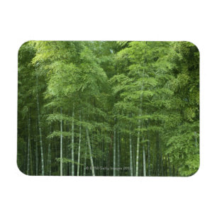 Imán Bosque de bambú