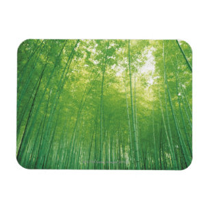 Imán Bosque de bambú 2