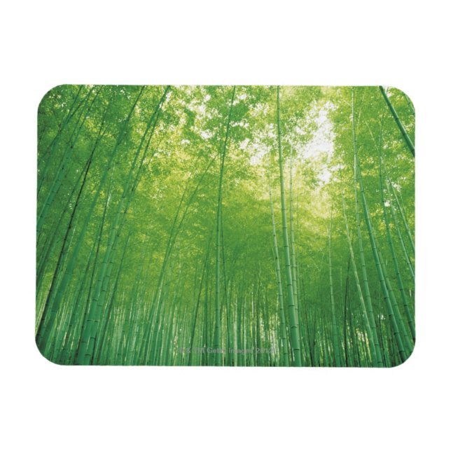 Imán Bosque de Bambú 2 (Horizontal)