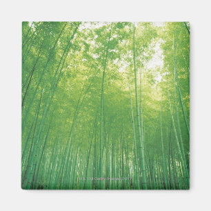 Imán Bosque de bambú 2